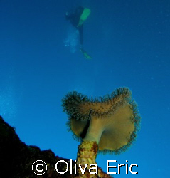 Corail en perspective by Oliva Eric 
